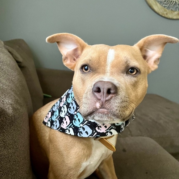 Other - The Office Print Dog Bandana Michael Scott- Pet Accessory for small-med size